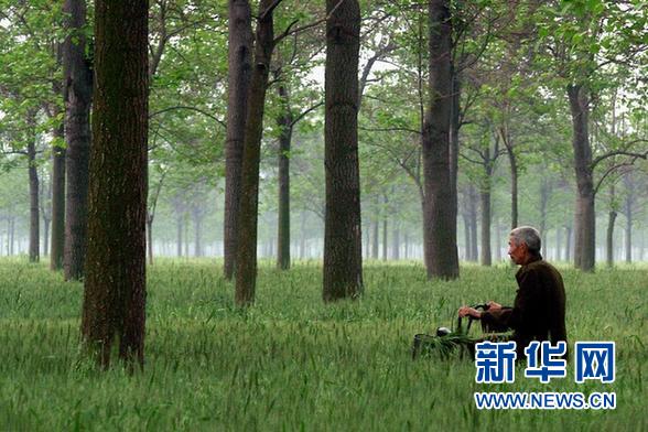 \ (新华网)(2)泡桐:改变兰考命运的“传奇神树”